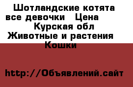 Шотландские котята,все девочки › Цена ­ 500 - Курская обл. Животные и растения » Кошки   